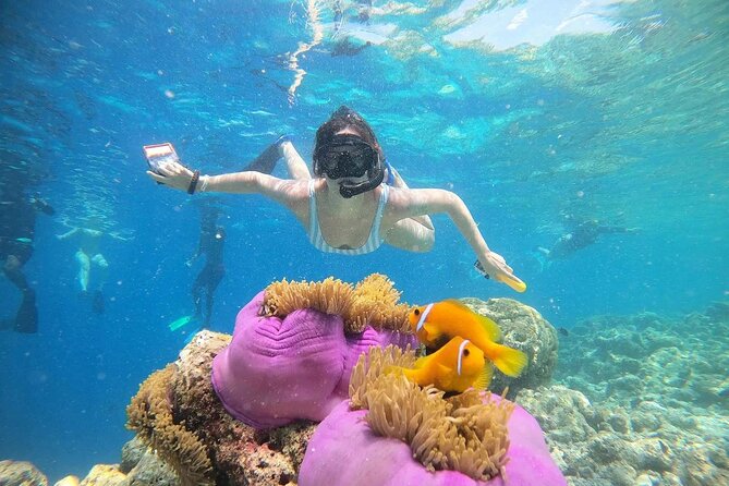 Male Snorkeling Trip With Dolphin Watching