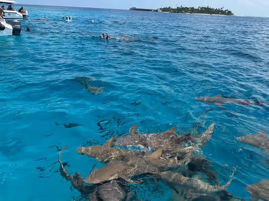 Maldives: Snorkeling with Nurse Sharks, Coral Reef, Sandbank