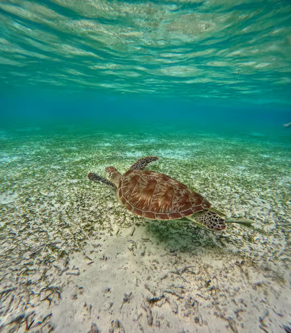 Maafushi: Turtles, Dolphins, and Coral Reef Adventure