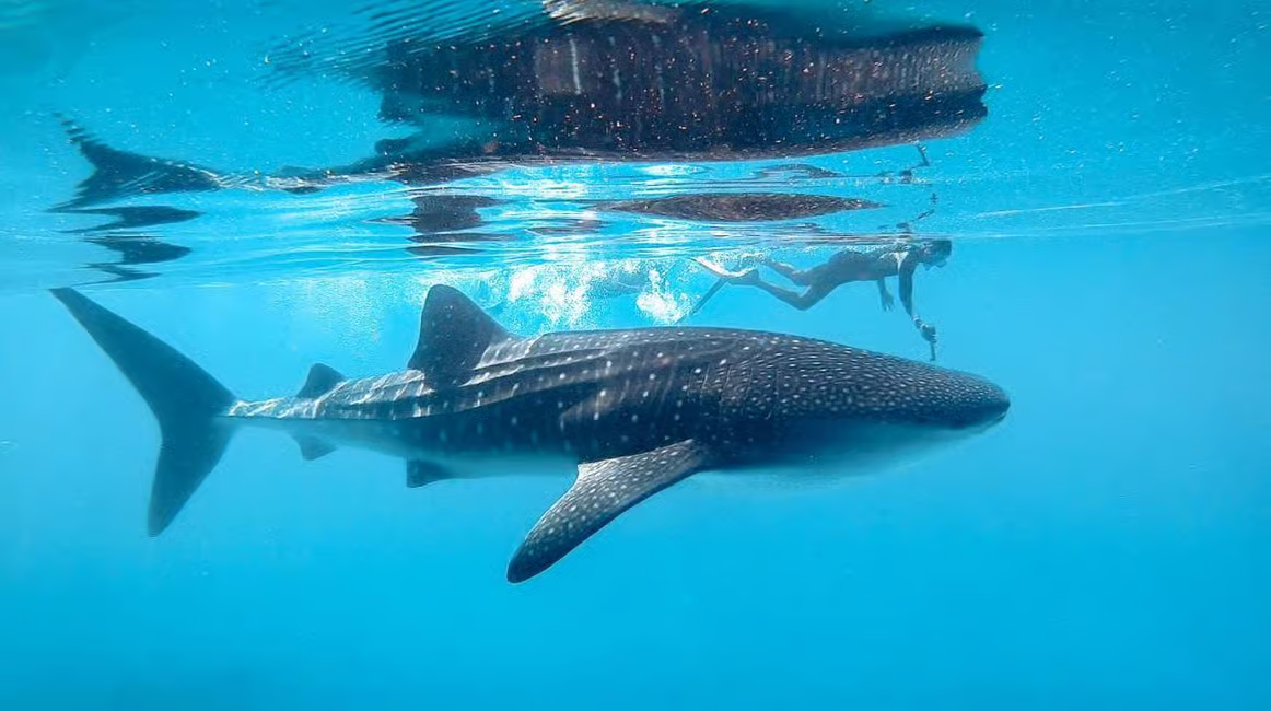 Dhigurah: Whale Shark and Manta Snorkeling Tour